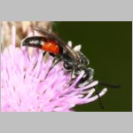 Sphecodes pellucidus - Blutbiene m001c 6mm - Sandgrube Niedringhaussee-det.jpg